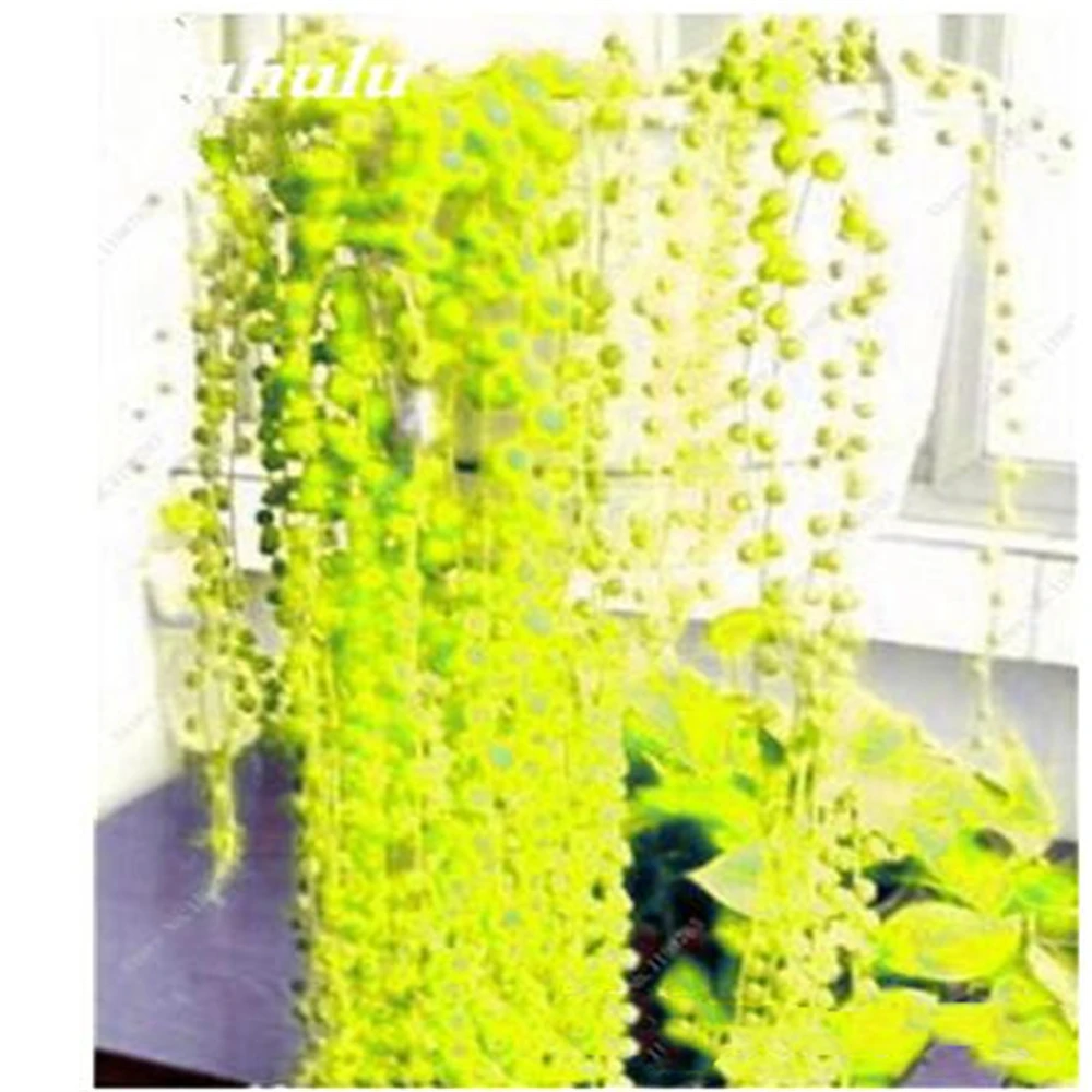 200Pcs Hanging Pearl Chlorophytum Doughs Indoor Chlorophytum Flower Air Purification Plant Bonsai ceramics Tool ZZDL-6
200Pcs Hanging Pearl Chlorophytum Doughs Indoor Chlorophytum Flower Air Purification Plant Bonsai ceramics Tool ZZDL-6