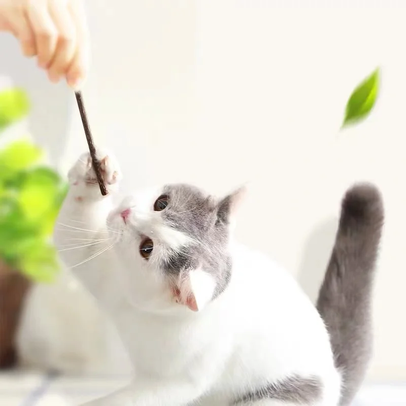 15pcs Natural Fruit Matatabi Cat Snacks Sticks Catnip Pet Cat Molar Rod Cat tooth grinding stick
15pcs Natural Fruit Matatabi Cat Snacks Sticks Catnip Pet Cat Molar Rod Cat tooth grinding stick