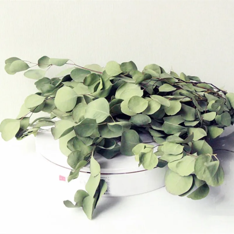 Natural Dried Eucalyptu Bouquet Of Leaves Forever Flowers Immortal Decor Home Living Room Wedding Party Literary Decoration Gift
Natural Dried Eucalyptu Bouquet Of Leaves Forever Flowers Immortal Decor Home Living Room Wedding Party Literary Decoration Gift