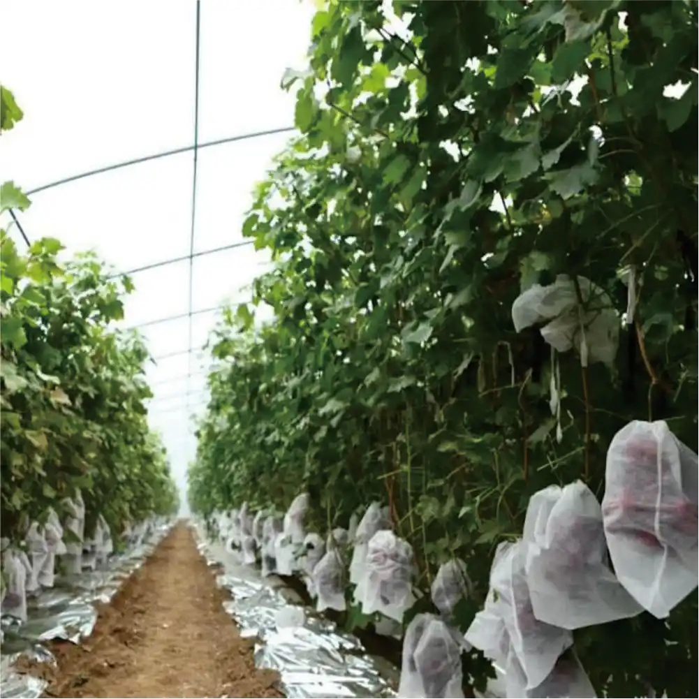 100PCS Garden Netting Bags Vegetable Grapes Apples Fruit Protection BagsAnti-Bird Agricultural Pest Control Breeding Mesh Bags
100PCS Garden Netting Bags Vegetable Grapes Apples Fruit Protection BagsAnti-Bird Agricultural Pest Control Breeding Mesh Bags