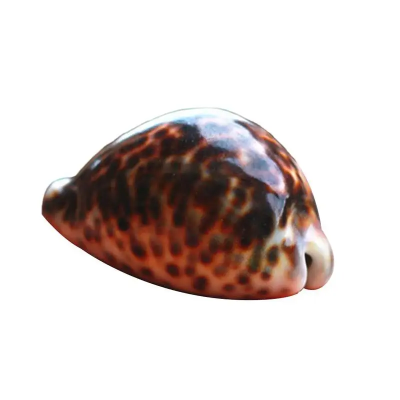 Natural Tabby Shell Conch Shell Crafts Seashells Specimen Collectibles Aquarium Landscape Ornament 8Cm
Natural Tabby Shell Conch Shell Crafts Seashells Specimen Collectibles Aquarium Landscape Ornament 8Cm