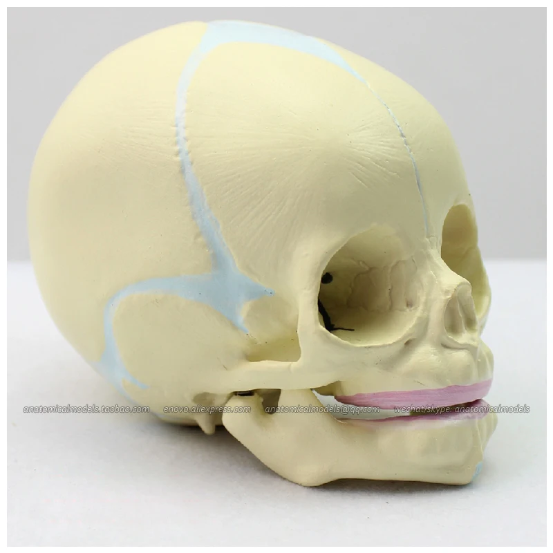12330 / Human Skeleton Fetal Skull Baby Infant Anatomy Model, Medical Science Educational Teaching Anatomical Models
12330 / Human Skeleton Fetal Skull Baby Infant Anatomy Model, Medical Science Educational Teaching Anatomical Models