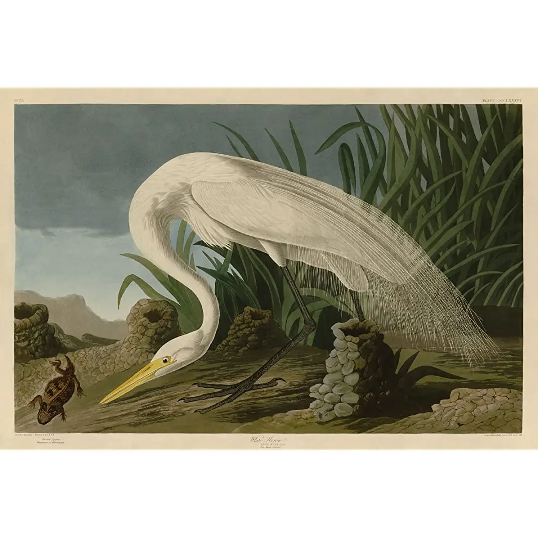 Картина Peddler White Heron от John James Audubon животные птицы дикая природа печатный плакат