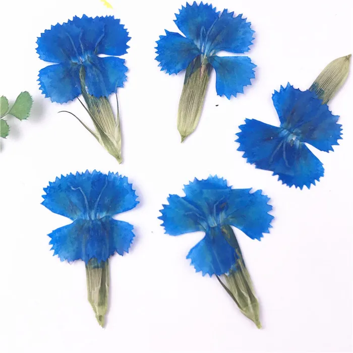50pcs/2*3cm,Nature Pressed Canaion Flowers with stem,Eternal flowers for DIY Wedding invitation Craft Photo Bookmark Gift Card
50pcs/2*3cm,Nature Pressed Canaion Flowers with stem,Eternal flowers for DIY Wedding invitation Craft Photo Bookmark Gift Card