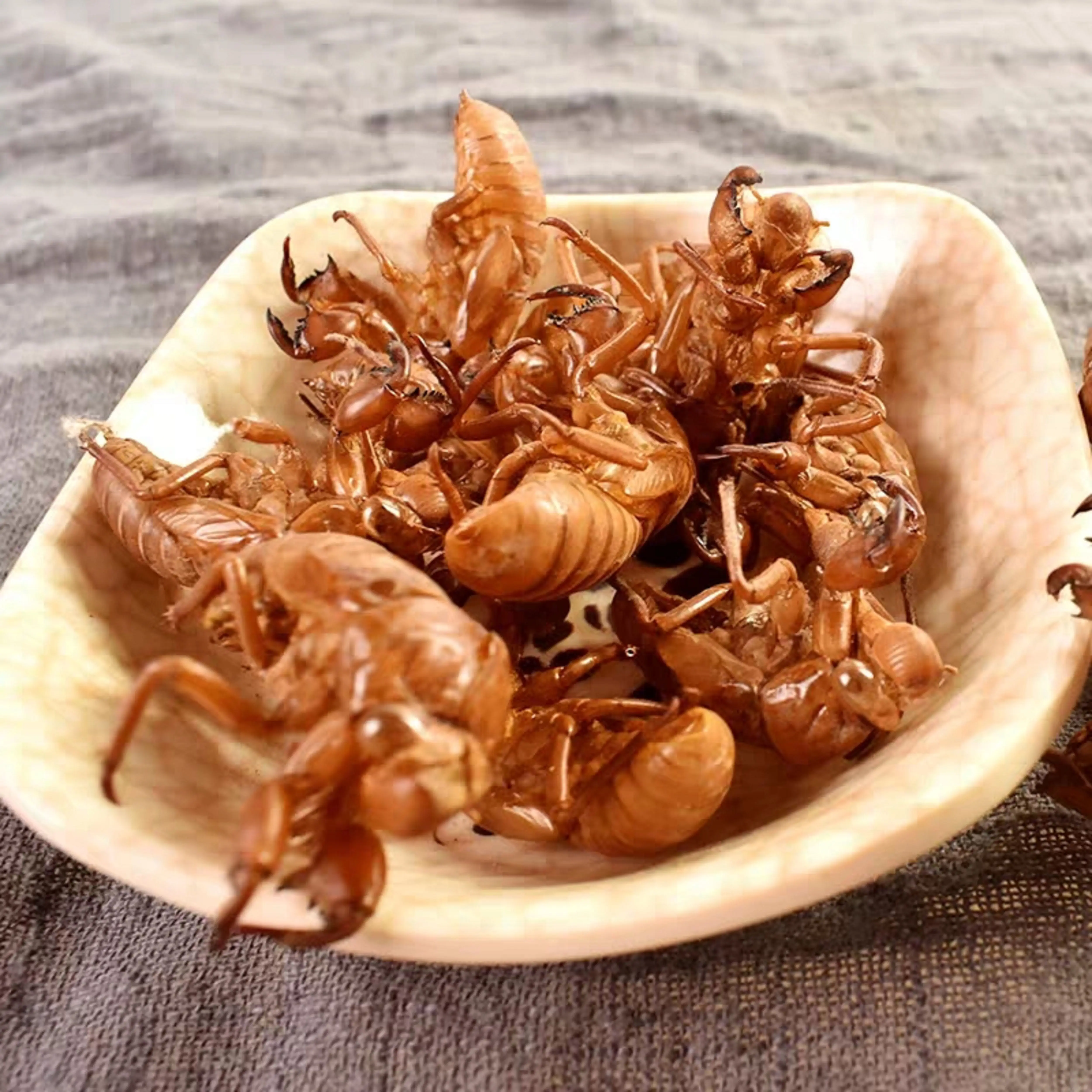 Real Cicada Shell 300 pics appro 80g Cicada Shells Creepy Bug Skins, Goth, Science, Halloween Active Restock requests: 0
Real Cicada Shell 300 pics appro 80g Cicada Shells Creepy Bug Skins, Goth, Science, Halloween Active Restock requests: 0