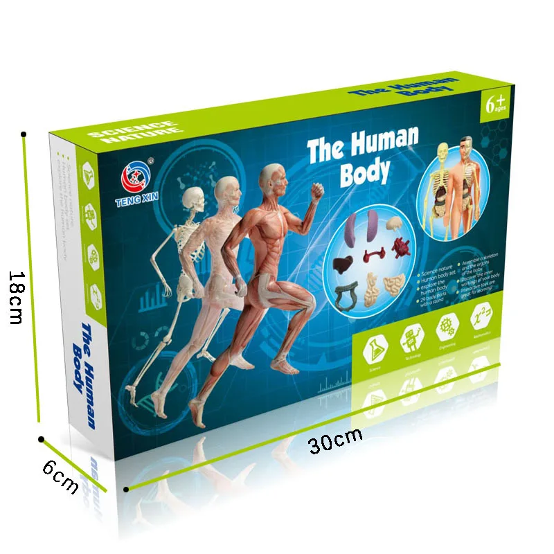 Human organs juguetes para nios Technology small production diy manualidades toys Creative experiment organ model juguetes
Human organs juguetes para nios Technology small production diy manualidades toys Creative experiment organ model juguetes