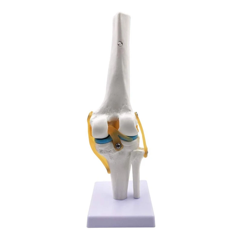 Knee Joint Simulation Model - Human 1:1 Size Anatomy Flexible Knee Skeleton Teaching Mold for Science Classroom Study Display
Knee Joint Simulation Model - Human 1:1 Size Anatomy Flexible Knee Skeleton Teaching Mold for Science Classroom Study Display