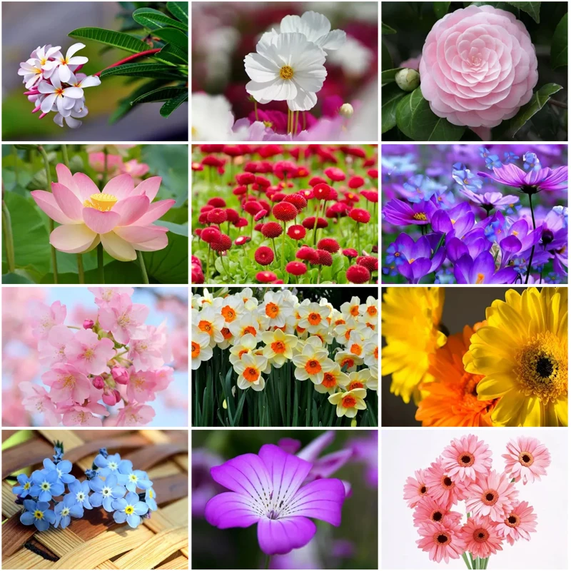 5D Diy Flowers Diamond Painting Handmade Cross Stitch Diamond Mosaic Rhinestone Embroidery Small Fresh Style Wall Decor Painting
5D Diy Flowers Diamond Painting Handmade Cross Stitch Diamond Mosaic Rhinestone Embroidery Small Fresh Style Wall Decor Painting