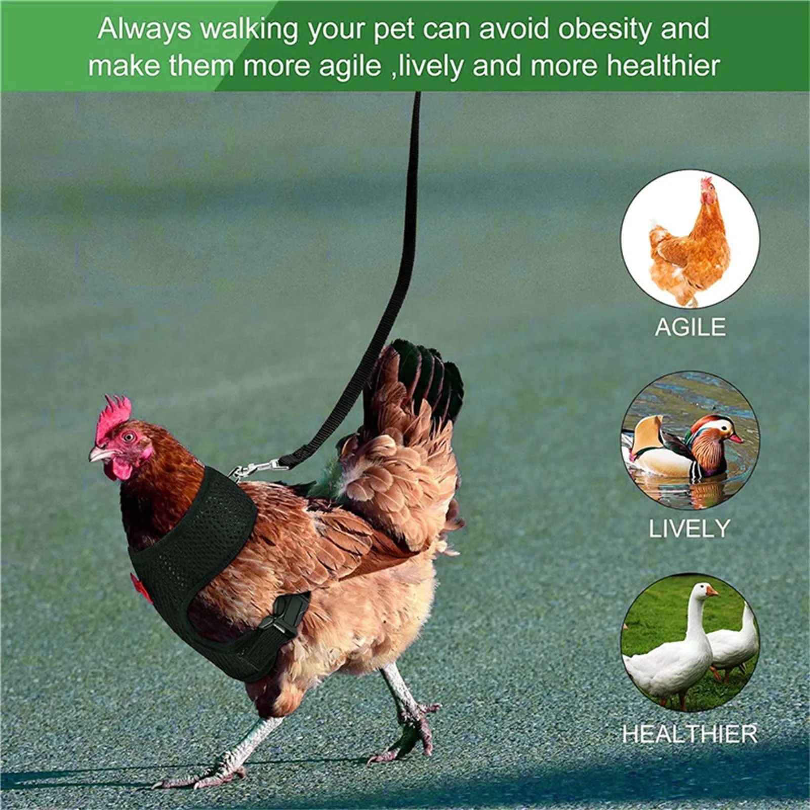 Chicken Hen Size With Matching Belt Comfortable Breathable Medium Chicken belt Home Garden Home pet supplies
Chicken Hen Size With Matching Belt Comfortable Breathable Medium Chicken belt Home Garden Home pet supplies