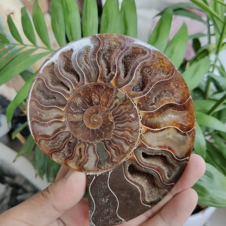 Huge 200-240g whole natural ammonite fossil conch slice crystal specimen healing
Huge 200-240g whole natural ammonite fossil conch slice crystal specimen healing
