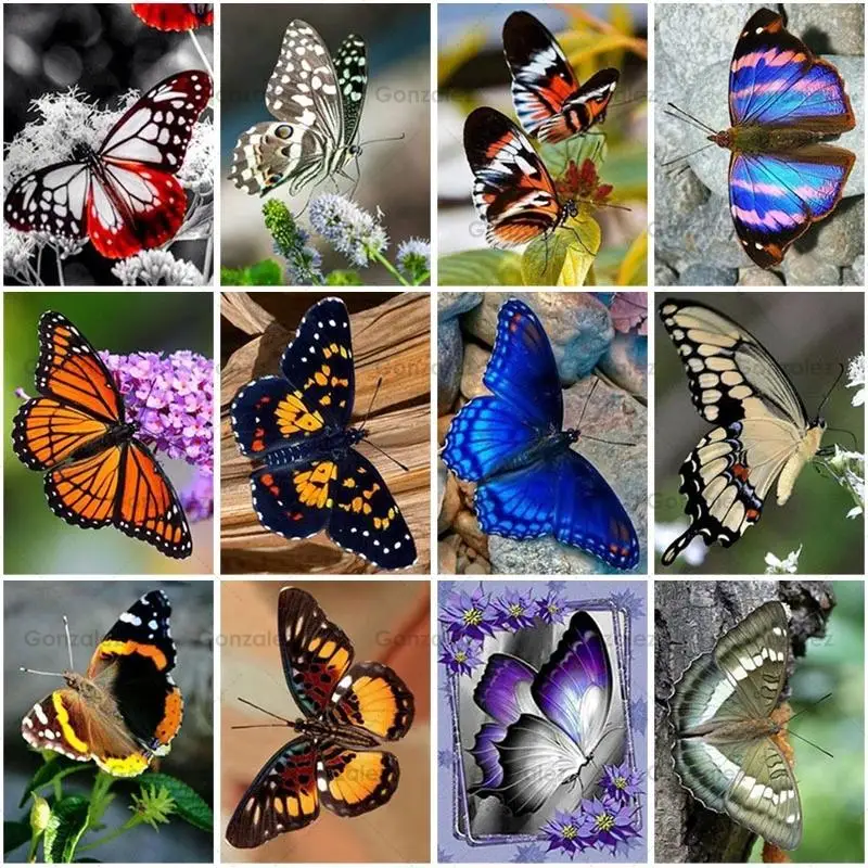 Diy Diamond Painting Beautiful Butterfly Animals Scenery Mosaic Cross Stitch Posters Embroidery Home Decoration Handmade Gifts
Diy Diamond Painting Beautiful Butterfly Animals Scenery Mosaic Cross Stitch Posters Embroidery Home Decoration Handmade Gifts