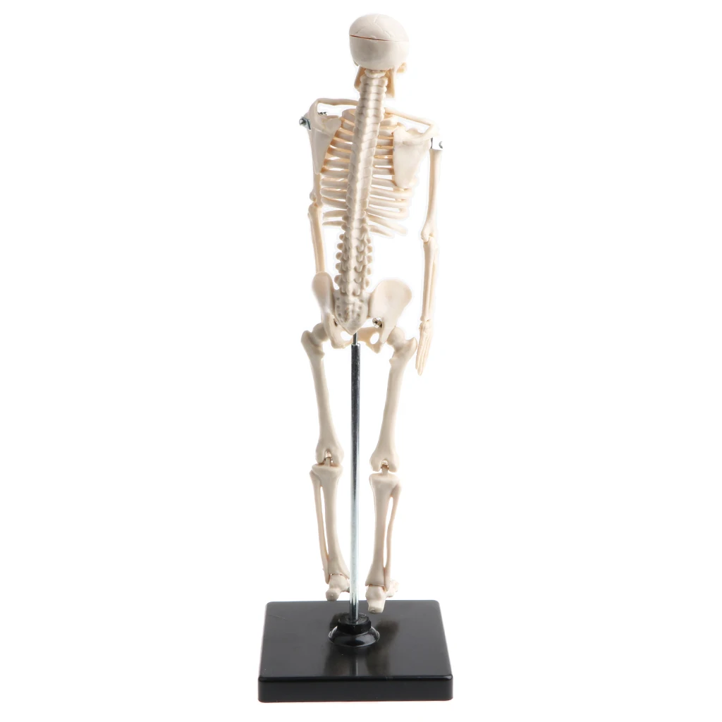 42cm Model Anatomical Educational Toy, Articulated Skeletal System, Classroom Display Decoration, Lab Supplies
42cm Model Anatomical Educational Toy, Articulated Skeletal System, Classroom Display Decoration, Lab Supplies