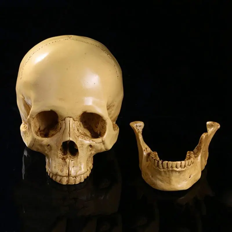 Model 1: 1 Resin Human Skull Anatomical Teaching Decoration Yellow 
Model 1: 1 Resin Human Skull Anatomical Teaching Decoration Yellow