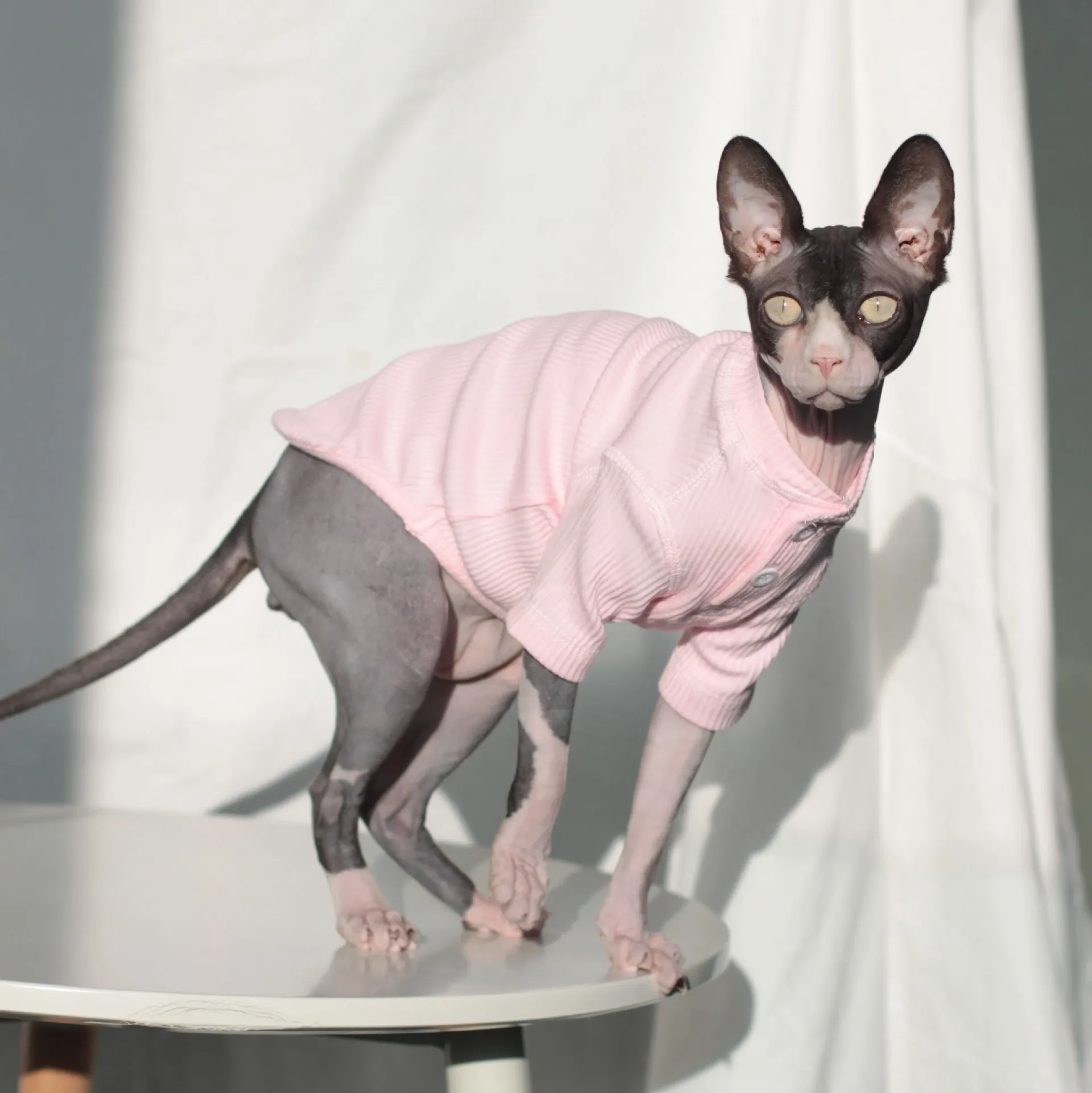 Hairless Cat Clothes Sphinx Clothes Spring Autumn and Winter Cat Hoodie Thick Fashion Cool Cat Sweater Clothing for Cat Kedi Cat
Hairless Cat Clothes Sphinx Clothes Spring Autumn and Winter Cat Hoodie Thick Fashion Cool Cat Sweater Clothing for Cat Kedi Cat
