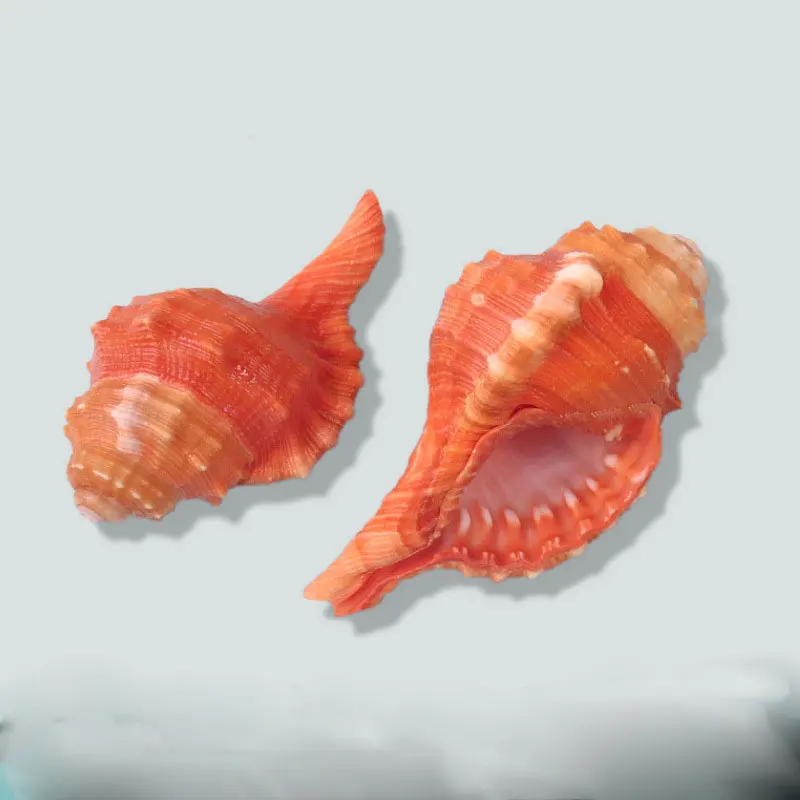 Natural Conch Shell Elephant French Conch Decorative Ornaments Conch Aquarium Fish Tank Landscaping Elephant French Conch
Natural Conch Shell Elephant French Conch Decorative Ornaments Conch Aquarium Fish Tank Landscaping Elephant French Conch