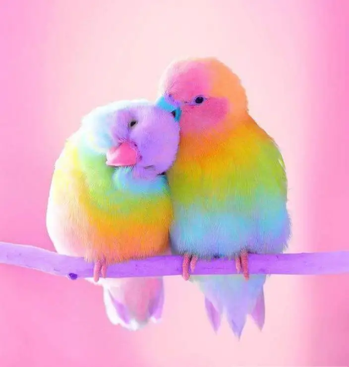 Full Square/Round Drill 5D DIY Diamond Painting "Colored bird" Embroidery Cross Stitch 3D Home Decor
Full Square/Round Drill 5D DIY Diamond Painting "Colored bird" Embroidery Cross Stitch 3D Home Decor