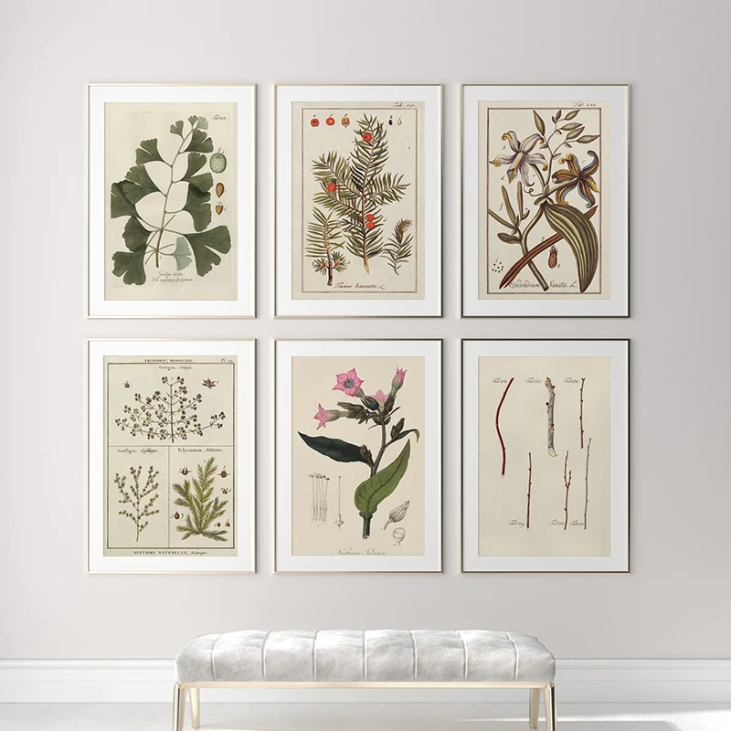 Botanical Educational Poster Flower Ginkgo Reference Chart Diagram Illustration Wall Art Print Canvas Painting Home Decoration
Botanical Educational Poster Flower Ginkgo Reference Chart Diagram Illustration Wall Art Print Canvas Painting Home Decoration