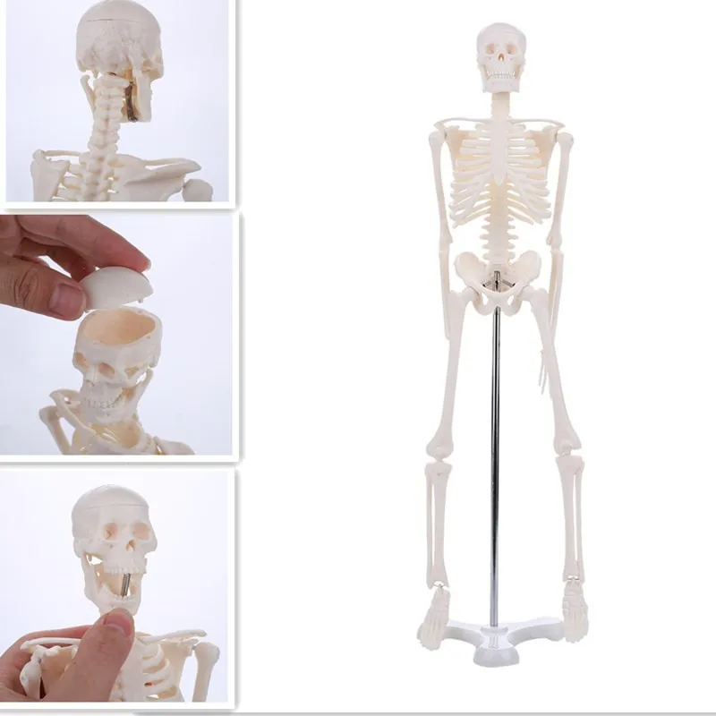 45CM Human Anatomical Anatomy Skeleton Model Wholesale Retail Poster Learn Aid Anatomy human skeletal model
45CM Human Anatomical Anatomy Skeleton Model Wholesale Retail Poster Learn Aid Anatomy human skeletal model
