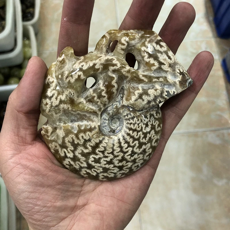Sale 1Pcs Natural Ammonite Shell Fossils Speciment,Display,Raw Fosiils Ammonite Polished Stone,Size 2",3"
Sale 1Pcs Natural Ammonite Shell Fossils Speciment,Display,Raw Fosiils Ammonite Polished Stone,Size 2",3"