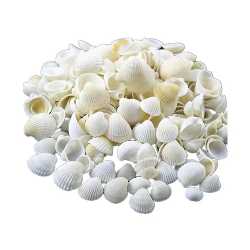 30/50Pcs Nature White Shell Small Conch Nature Jewelry Craft Decor Natural Conch Shells Conch Corn Screw Wall Decoration
30/50Pcs Nature White Shell Small Conch Nature Jewelry Craft Decor Natural Conch Shells Conch Corn Screw Wall Decoration