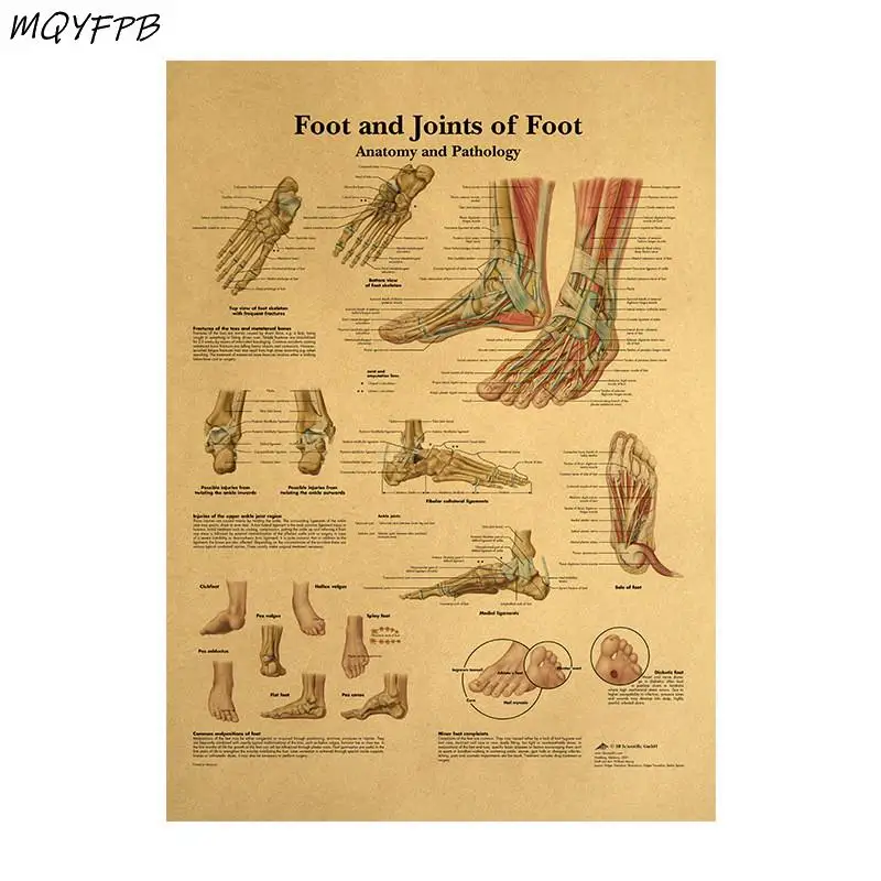 Human Body Structure Diagram Feet And Joints Kraft Paper Wall Poster Household Goods 42x30cm
Human Body Structure Diagram Feet And Joints Kraft Paper Wall Poster Household Goods 42x30cm