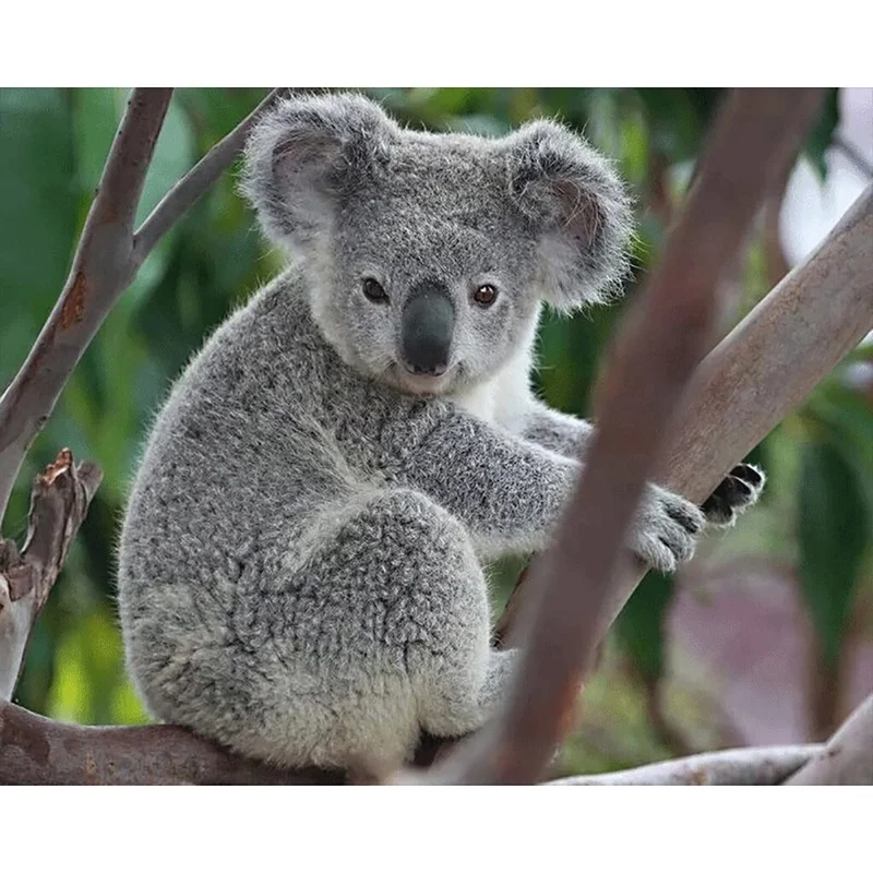 5D DIY Full Square Round Resin Diamond Painting KOALA Cross Stitch Embroidery Mosaic New Arrival Fall Home Wall Decor
5D DIY Full Square Round Resin Diamond Painting KOALA Cross Stitch Embroidery Mosaic New Arrival Fall Home Wall Decor