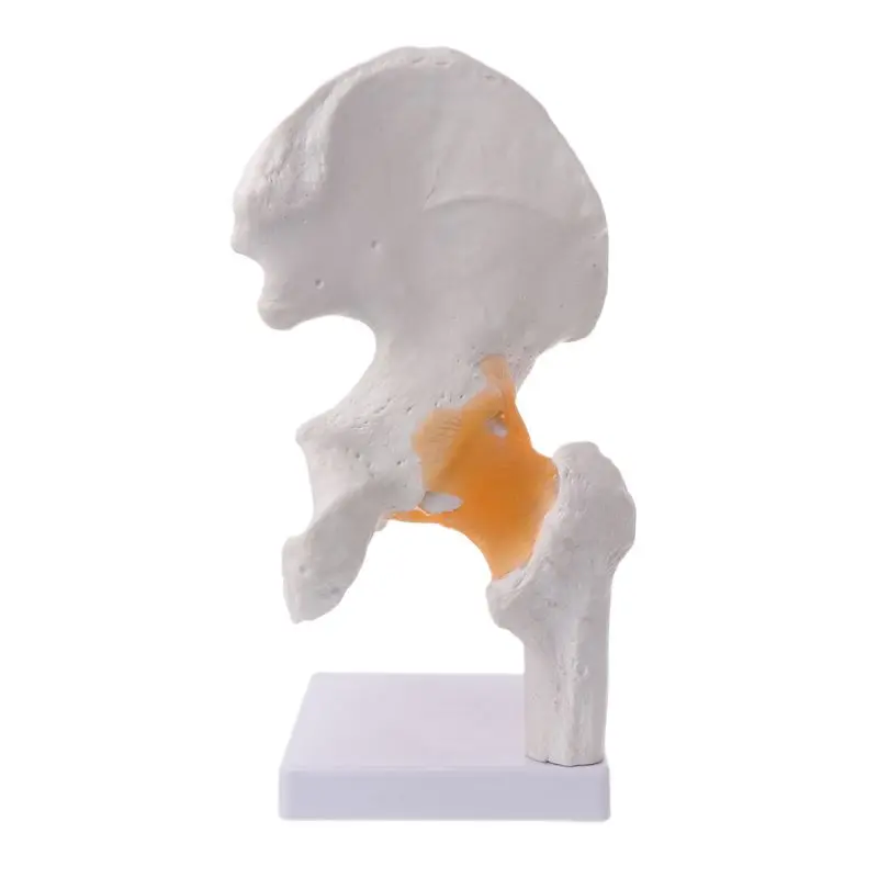 2021 New Life Size Ligament Hip Joint Anatomy Model Skeleton Teaching Tool
2021 New Life Size Ligament Hip Joint Anatomy Model Skeleton Teaching Tool