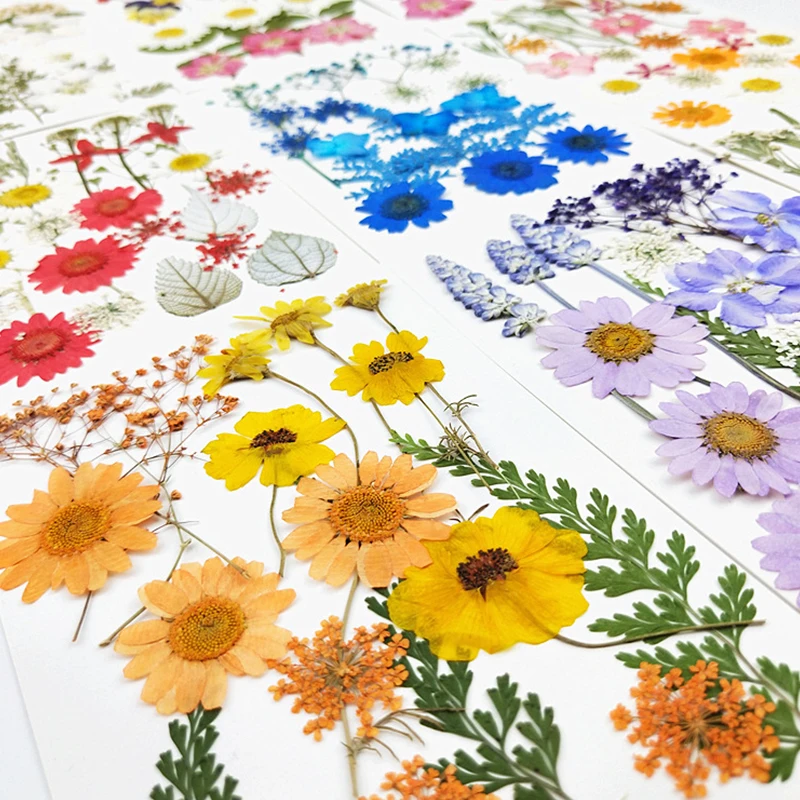 Jewelry Making Kit DIY Craft Dried Flower Mixed Dried Flowers Pendant Dry Plants Necklace Nail Art Decor Craft Dried Flowers
Jewelry Making Kit DIY Craft Dried Flower Mixed Dried Flowers Pendant Dry Plants Necklace Nail Art Decor Craft Dried Flowers