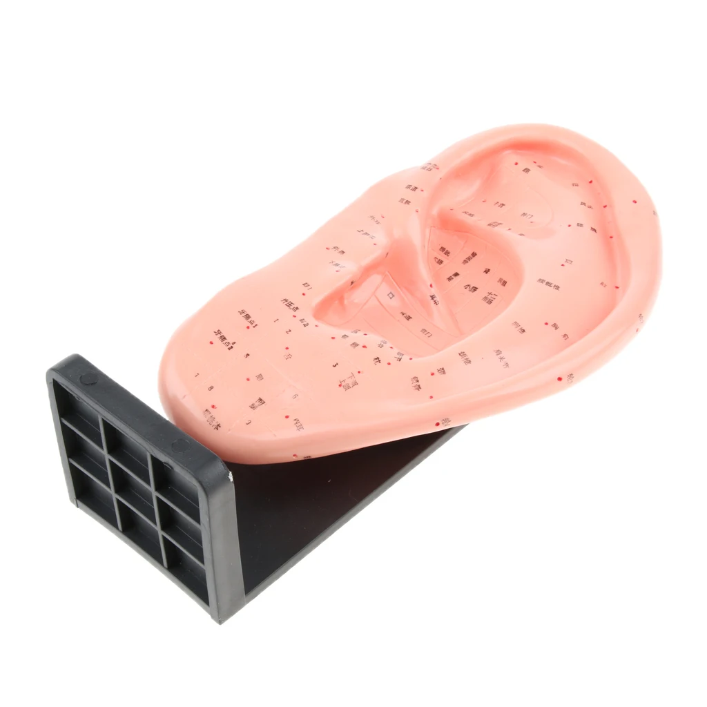 Human Ear Acupuncture Meridian Model Points Chinese Teaching Education Tool
Human Ear Acupuncture Meridian Model Points Chinese Teaching Education Tool