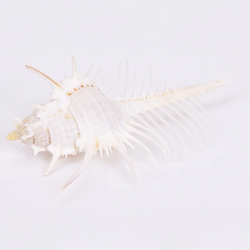 Natural Conch Sea Shells Seashells For Home Decorations,Fish Tank And Shell Collector
Natural Conch Sea Shells Seashells For Home Decorations,Fish Tank And Shell Collector