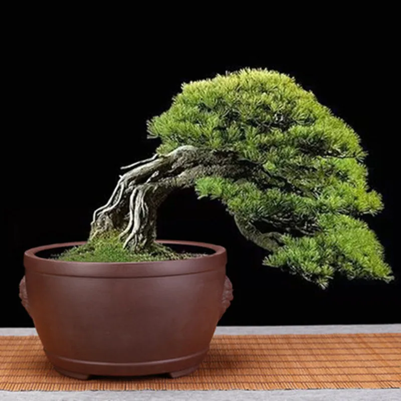 Yixing Purple sand Flower pot Home Office Gold Marbles Wealth Tree Small Rosewood Round Mouth High-end Boutique Ceramic Bonsai
Yixing Purple sand Flower pot Home Office Gold Marbles Wealth Tree Small Rosewood Round Mouth High-end Boutique Ceramic Bonsai