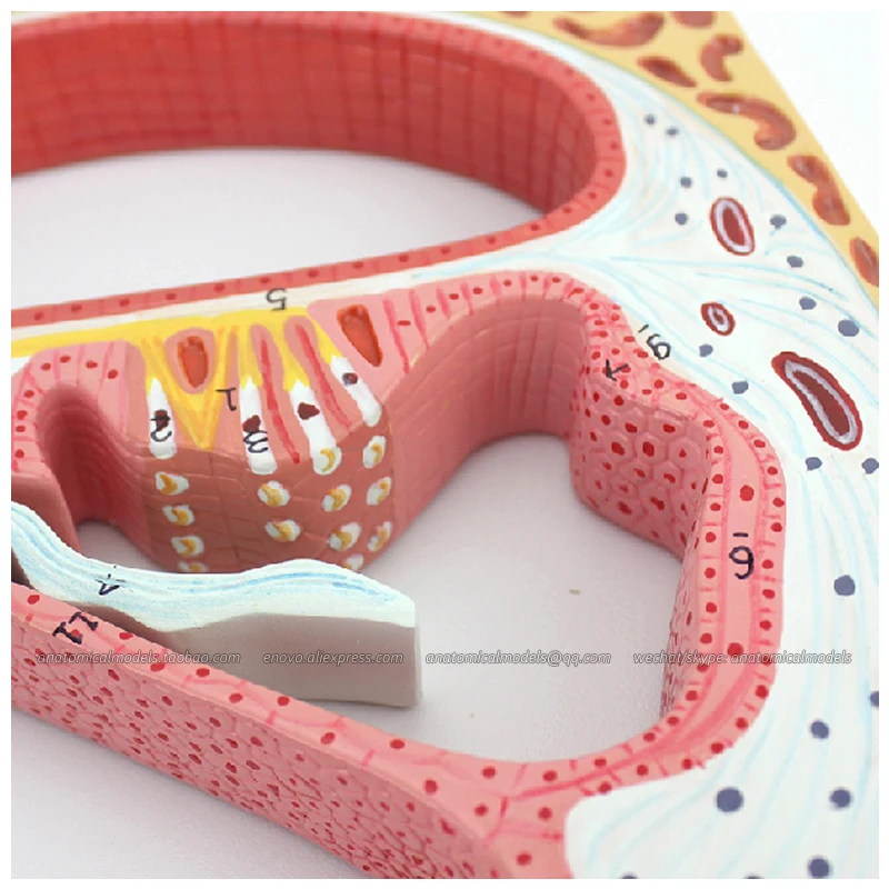 CMAM/12523 Ear- Cochlea and Corti's Organ, Human E.N.T. Medical Teaching Anatomical Model
CMAM/12523 Ear- Cochlea and Corti's Organ, Human E.N.T. Medical Teaching Anatomical Model