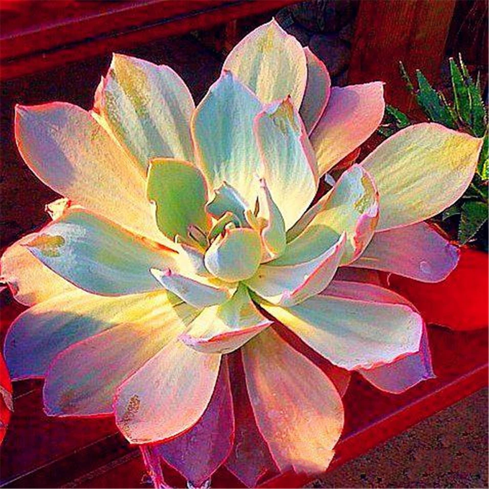 50Pcs Rare Colorful Succulent Plant Seeds Garden Nature Plants Home Aromatic Flower Wood Bathroom Cabinet DN9Z
50Pcs Rare Colorful Succulent Plant Seeds Garden Nature Plants Home Aromatic Flower Wood Bathroom Cabinet DN9Z