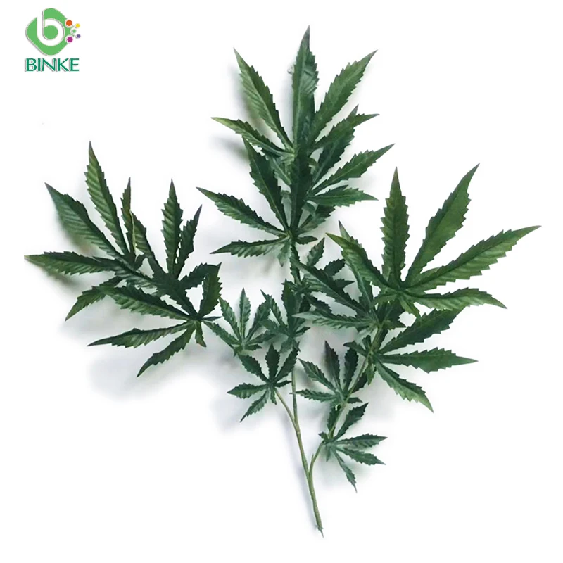 1pcs Maple Leaves Artificial Simulation Leaves Cannabi Fake Plant and Leaves Artificial Plants Home jungle party decoration
1pcs Maple Leaves Artificial Simulation Leaves Cannabi Fake Plant and Leaves Artificial Plants Home jungle party decoration
