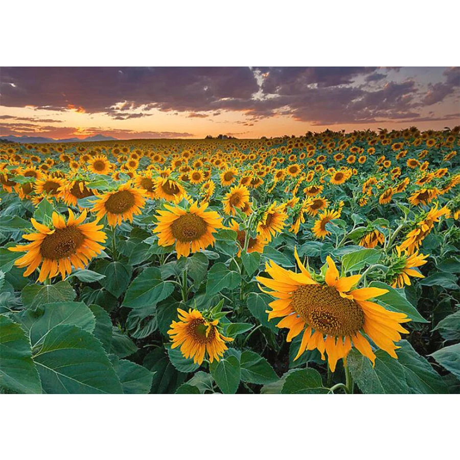5D DIY Diamond Painting Sunflower flowers Full Square/Round 3D Diamond Embroidery Pictures Of Rhinestones Home Decoration
5D DIY Diamond Painting Sunflower flowers Full Square/Round 3D Diamond Embroidery Pictures Of Rhinestones Home Decoration
