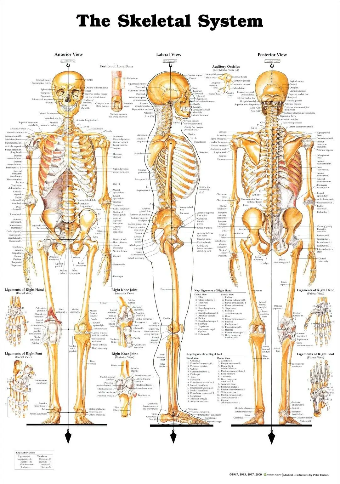 THE SKELETAL SYSTEM CHART ANATOMY Art Film Print Silk Poster Home Wall Decor 24x36inch
THE SKELETAL SYSTEM CHART ANATOMY Art Film Print Silk Poster Home Wall Decor 24x36inch