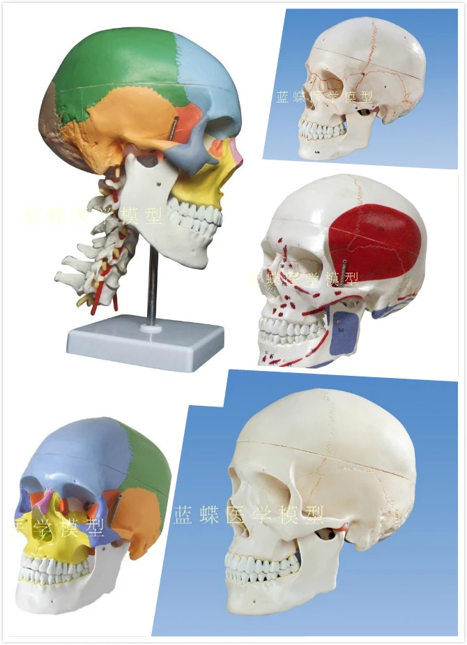Модель человеческого черепа модель анатомии мозга с цифровым номером |