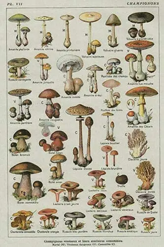LZNANG Metal tin Sign,Mushroom Poster Chart Education Fungus Botany Suitable for Kitchens, Bars and Clubs, bathrooms .metal sign
LZNANG Metal tin Sign,Mushroom Poster Chart Education Fungus Botany Suitable for Kitchens, Bars and Clubs, bathrooms .metal sign