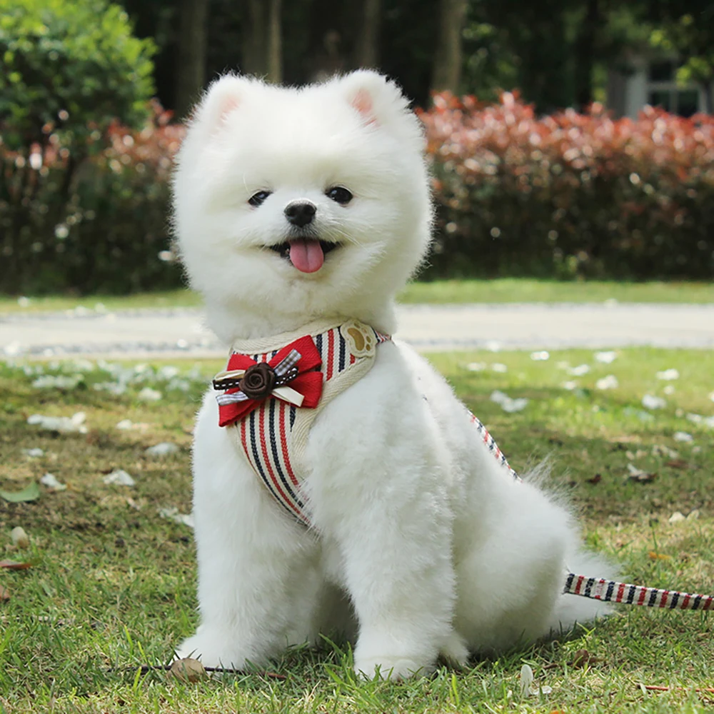 Small Dog Harness with Leash,Fashionable Puppy Cat Striped Harness Breathable Soft Mesh for Small Medium Pet Doggy Doggie Kitten
Small Dog Harness with Leash,Fashionable Puppy Cat Striped Harness Breathable Soft Mesh for Small Medium Pet Doggy Doggie Kitten