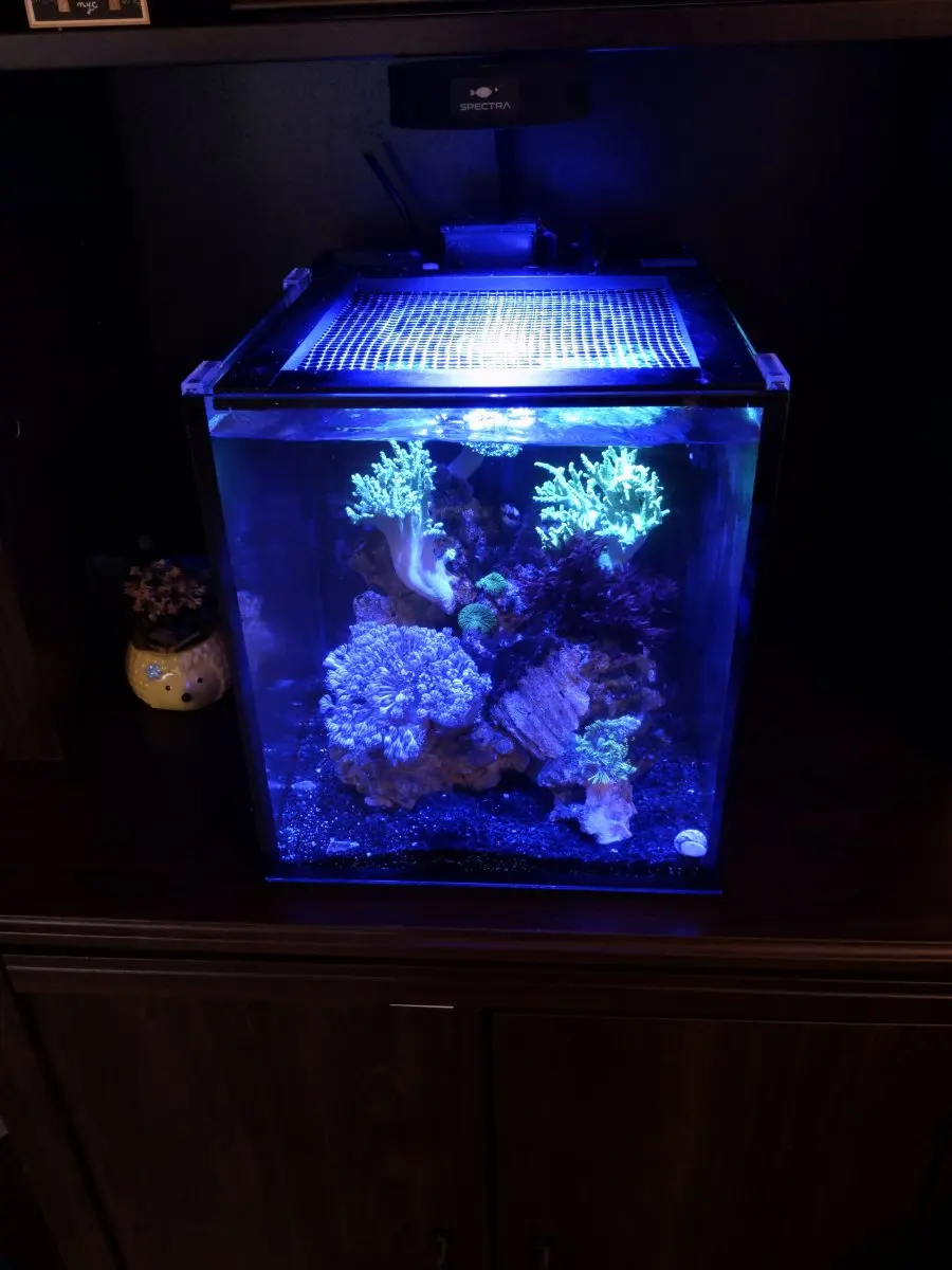 Aqua knight V2 Dimmable 36W Full Spectrum Clip-on LED Aquarium Lighting for Saltwater Coral Reef Fish Tanks
Aqua knight V2 Dimmable 36W Full Spectrum Clip-on LED Aquarium Lighting for Saltwater Coral Reef Fish Tanks