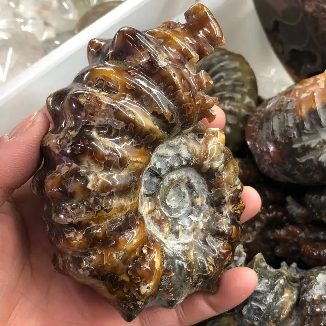 Natural sheep horn snail, natural fossil, after a long time of natural formation, healing
Natural sheep horn snail, natural fossil, after a long time of natural formation, healing