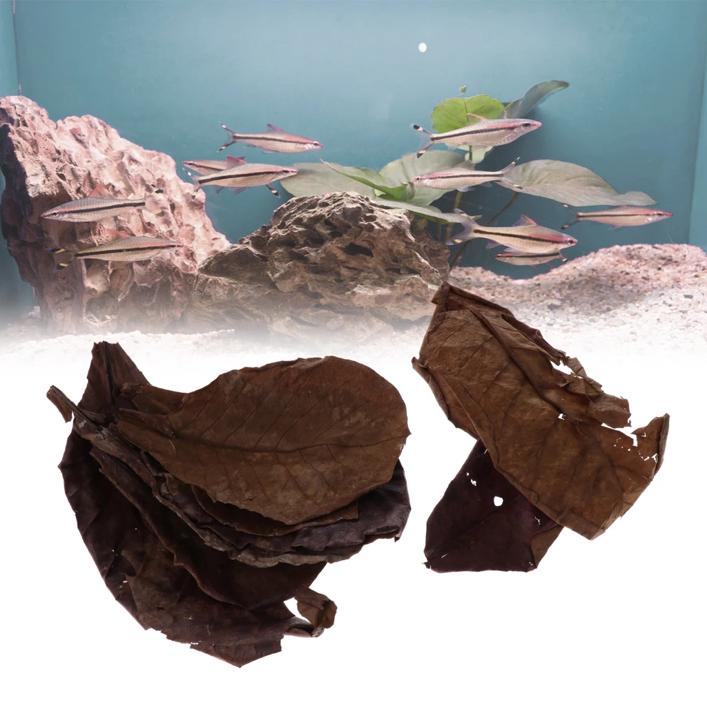 10x Leaves - Pack of All Natural Dried Leaves for Added Humidity -
10x Leaves - Pack of All Natural Dried Leaves for Added Humidity -