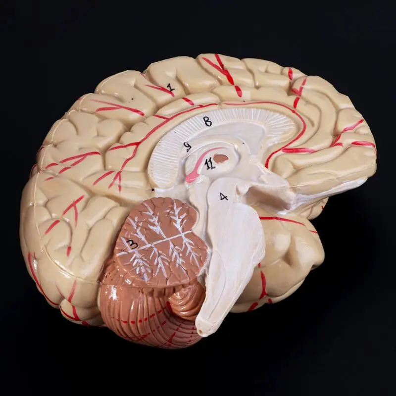Human Anatomy Head Skull Brain Cerebral Artery Anatomical Model For Teaching material escolar L29K
Human Anatomy Head Skull Brain Cerebral Artery Anatomical Model For Teaching material escolar L29K