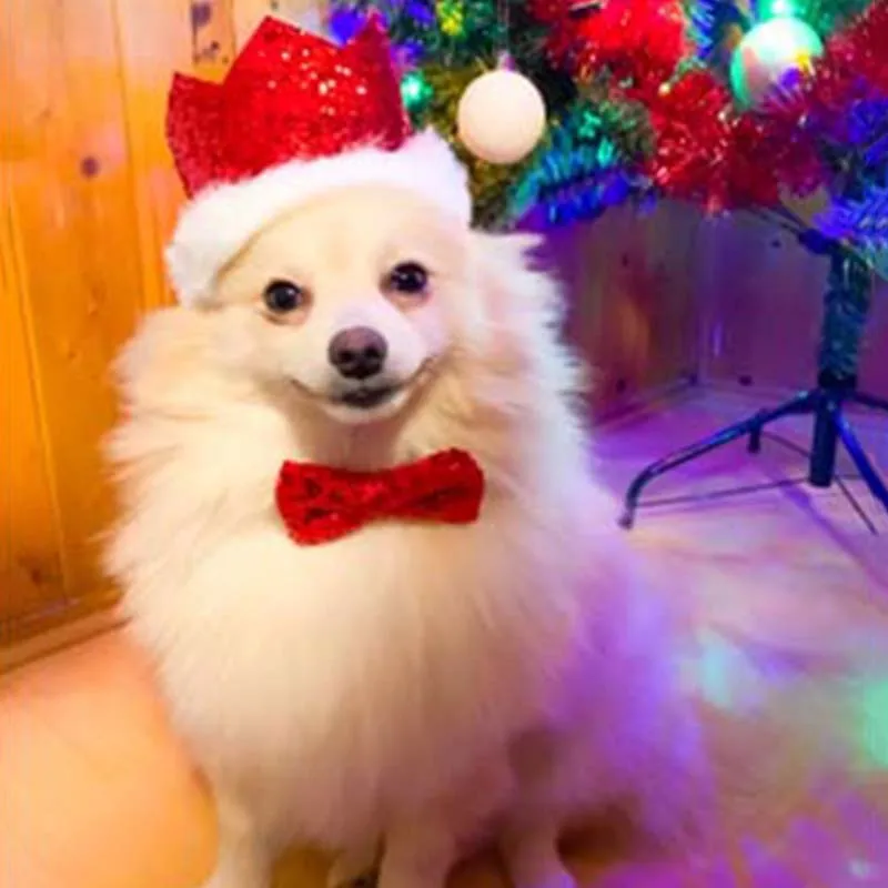 Lovely Pet Accessories Red Cap and Bowtie for Dog Pet Birthday Party Supplies Dog Birthday Crown Hat Pet Headwear for Dogs & Cat
Lovely Pet Accessories Red Cap and Bowtie for Dog Pet Birthday Party Supplies Dog Birthday Crown Hat Pet Headwear for Dogs & Cat