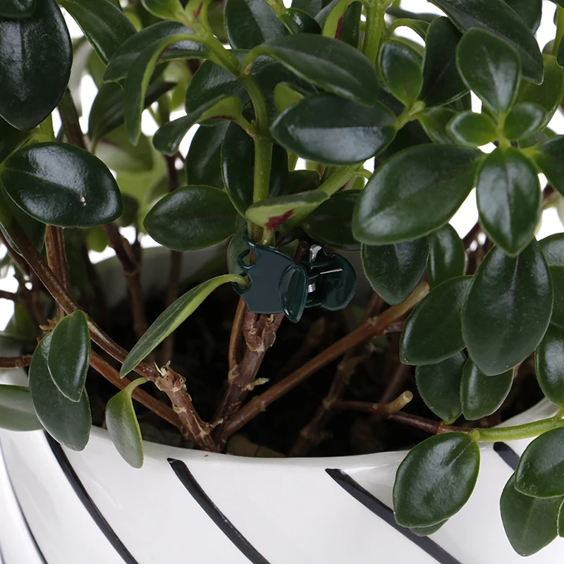 100Pcs Plastic Plant Fix Clips Orchid Stem Vine Support Vegetables Farm Flowers Fruit Tied Bundle Branch Clamping Gardening Tool
100Pcs Plastic Plant Fix Clips Orchid Stem Vine Support Vegetables Farm Flowers Fruit Tied Bundle Branch Clamping Gardening Tool