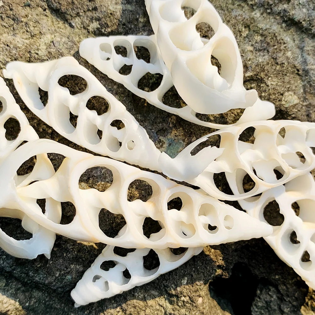 Ракушки из натуральных ракушек нарезанные пули ракушки улитки морские для