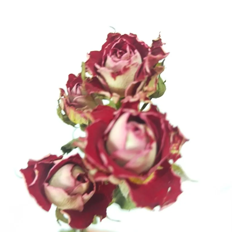 Natural Air-dried Roses Wedding Home Hotel Homestay Office Living Room Decoration Wedding Layout Creative DIY Materials
Natural Air-dried Roses Wedding Home Hotel Homestay Office Living Room Decoration Wedding Layout Creative DIY Materials