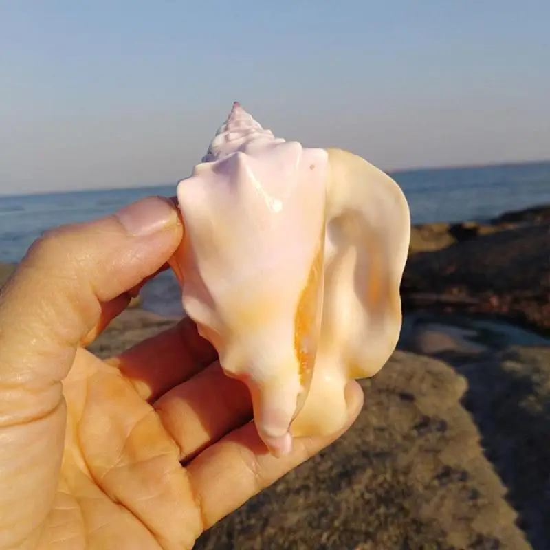 Natural Blush Conch Fish Home Display Tank Landscape Aquarium Decoration Props Crafts Sea Snail Large Shell Decoration Crafts 
Natural Blush Conch Fish Home Display Tank Landscape Aquarium Decoration Props Crafts Sea Snail Large Shell Decoration Crafts
