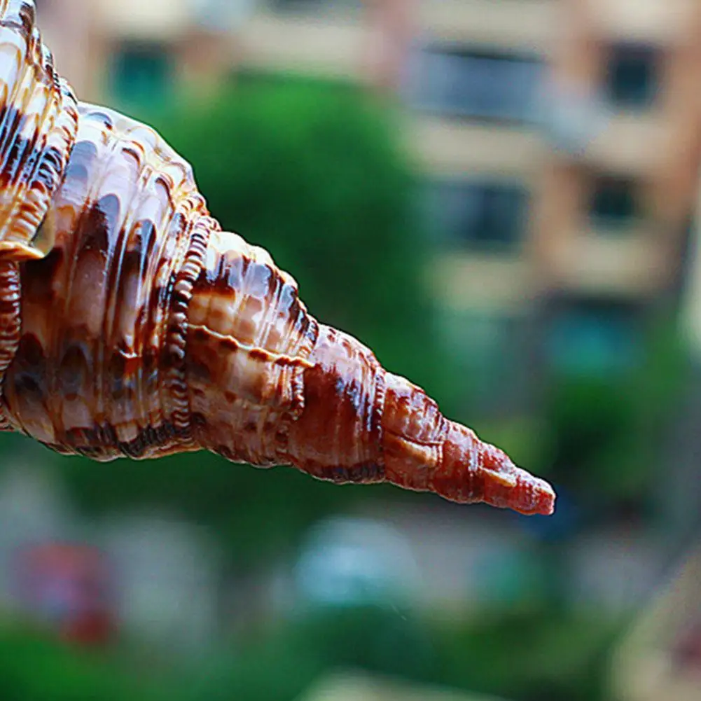 Natural Phoenix Snail Shell Purple Mouth Phoenix Snail Collection Decoration Specimen Phnix Tank Fish Escargot Aquarium P8M8
Natural Phoenix Snail Shell Purple Mouth Phoenix Snail Collection Decoration Specimen Phnix Tank Fish Escargot Aquarium P8M8