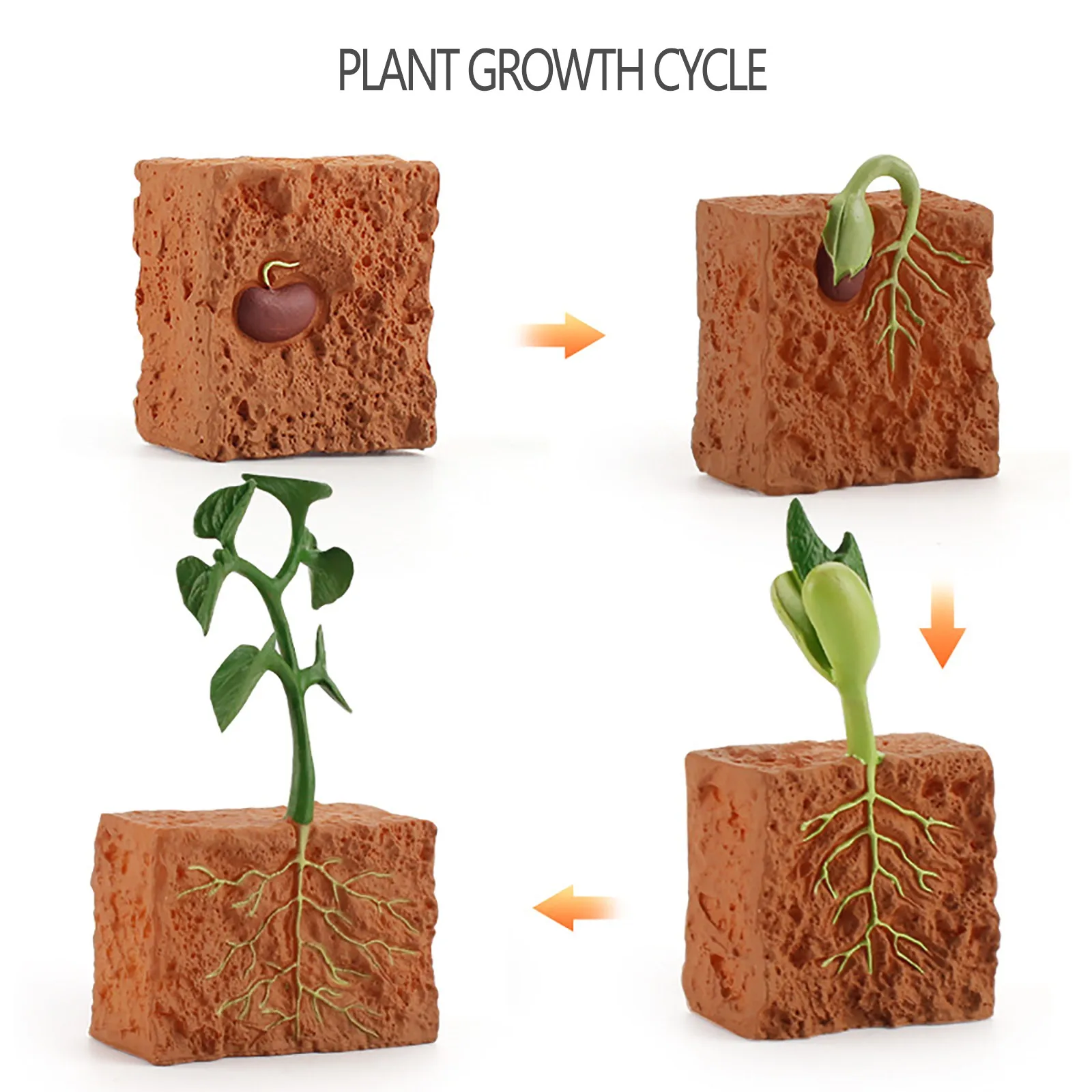 Simulation Plant Seeds Growth Life Growth Cycle Model Playset Cognitive Toy Children Educational Cartoon Teaching Toys 5*
Simulation Plant Seeds Growth Life Growth Cycle Model Playset Cognitive Toy Children Educational Cartoon Teaching Toys 5*